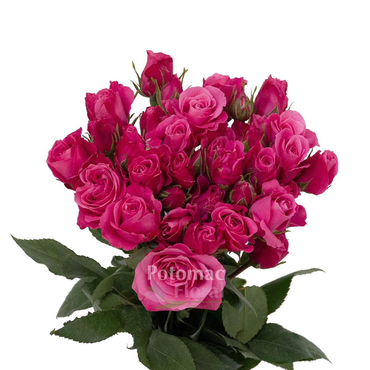 Hot Pink Follies Spray Rose Potomac Floral Wholesale